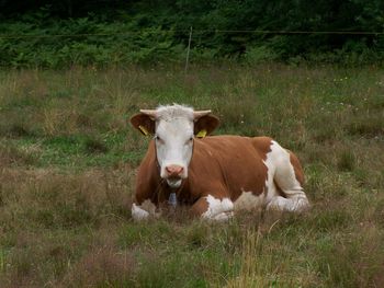 Cow sitting in field