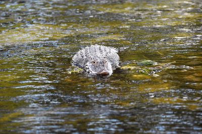 Alligator lying in shallow moving spring water in wakulla springs state park