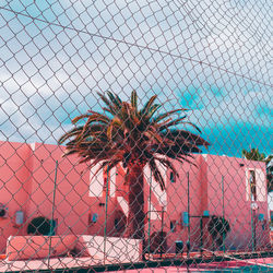 Palm trees seen through chainlink fence