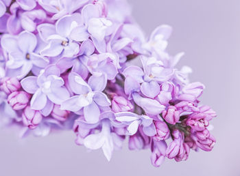 Close-up of pink flowers