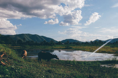 Buffalo standing by pond on field