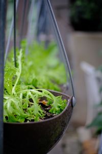 Close-up of potted plant in bowl