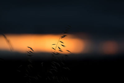 Close-up of silhouette plant on field against sky at sunset
