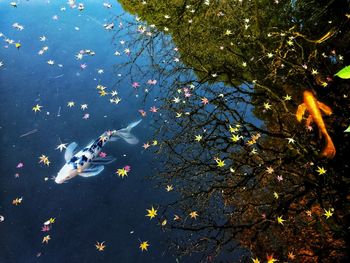 High angle view of fishes swimming in lake