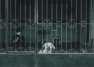 View of dog seen through closed metal gate