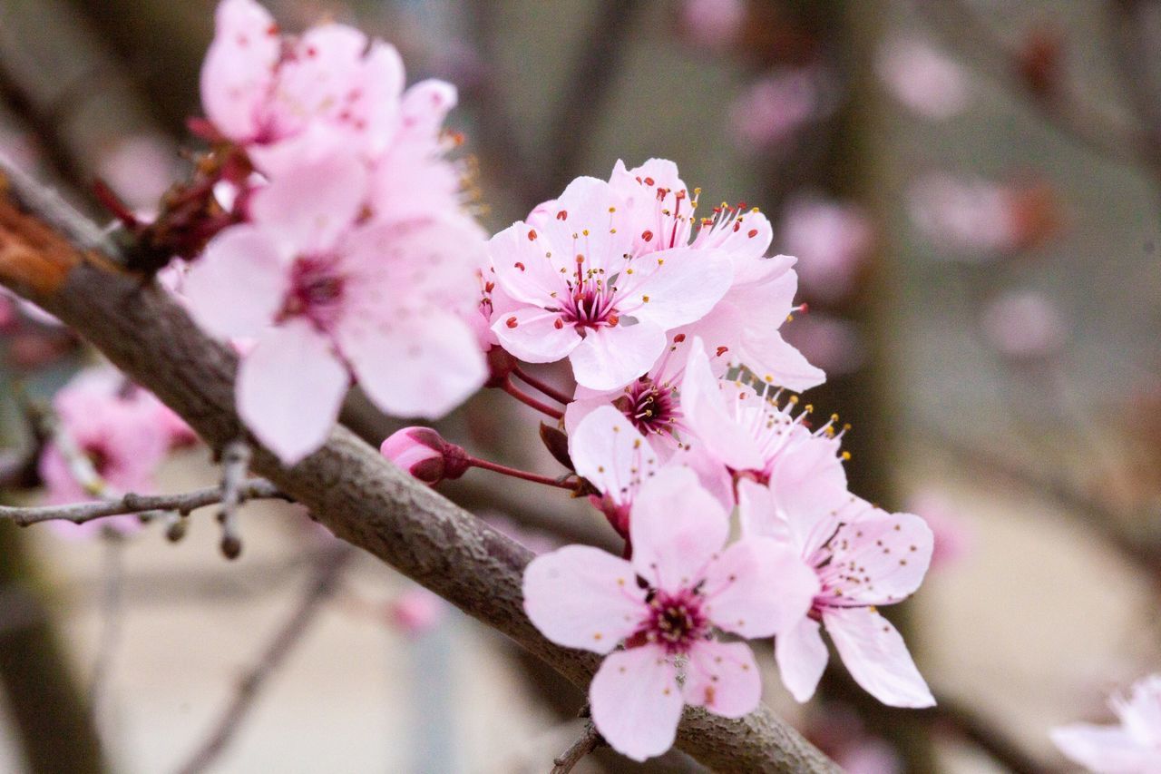 PINK CHERRY BLOSSOMS IN SPRING