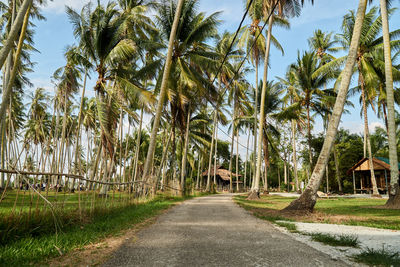 Road amidst trees