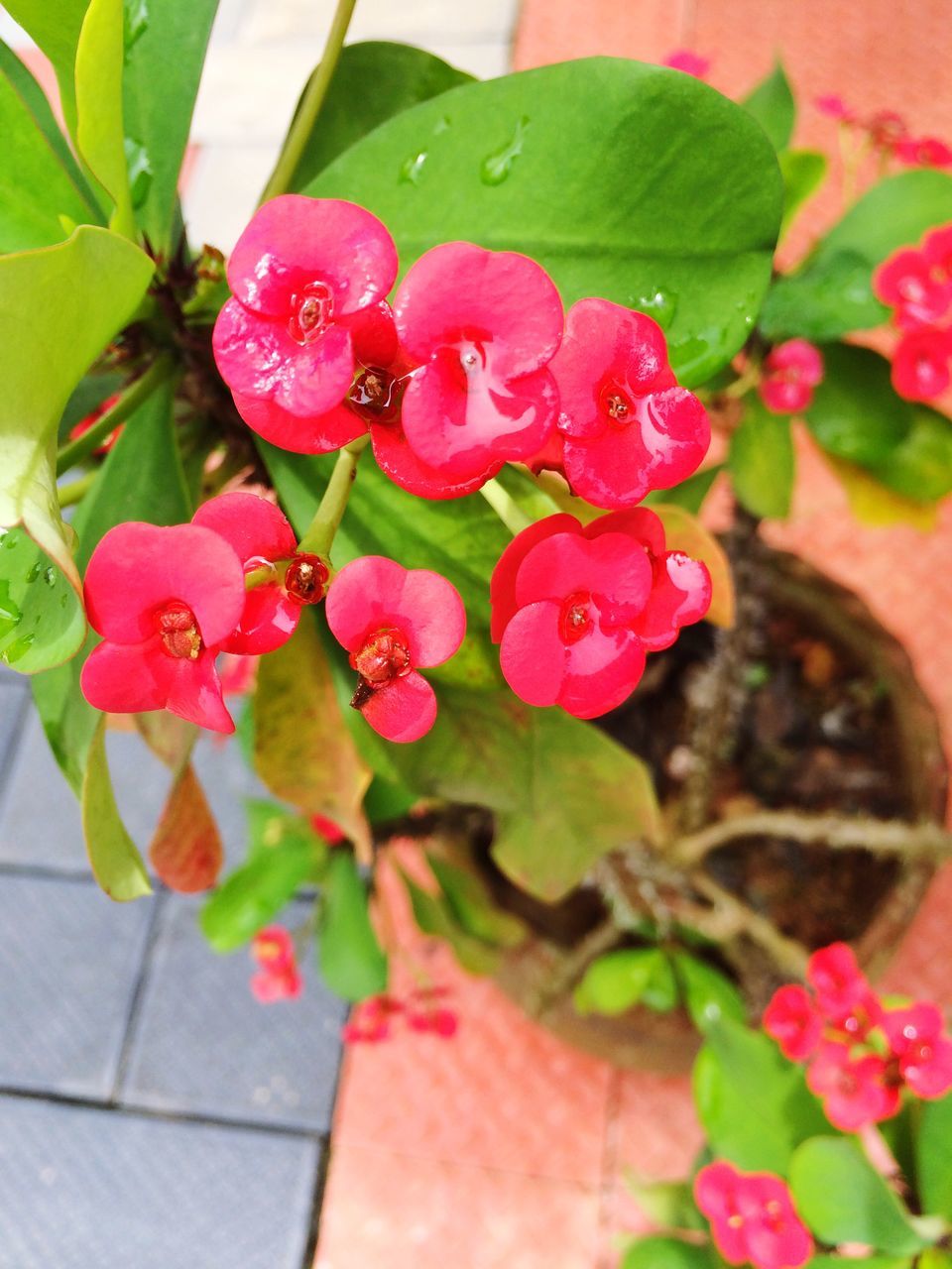 CLOSE-UP OF RED FLOWERS