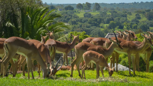 Horses grazing on field against sky