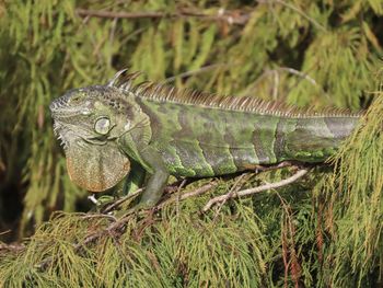 Closeup of an iguana perched on a tree limb