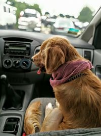 Rear view of dog sitting in car