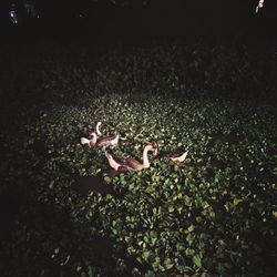 High angle view of snake on field at night