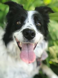 Close-up portrait of black dog