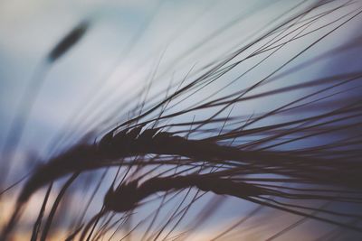 Close-up of plants against sky