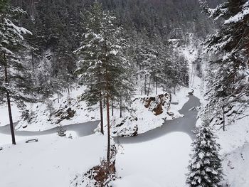 Frozen trees on mountain during winter