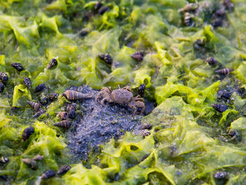 Close-up of turtle in water