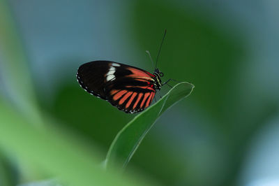 Butterfly on leaf