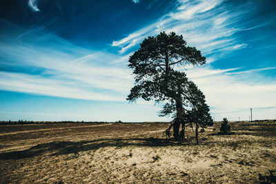 Trees on field against cloudy sky