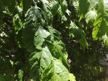 Close-up of fresh green leaves