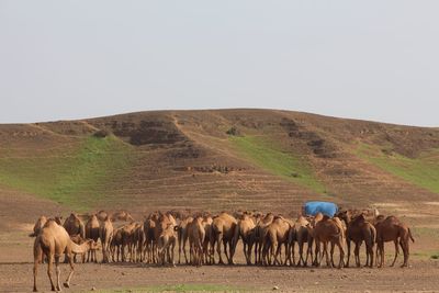 Horses on field against clear sky