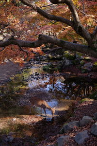 View of deer in forest