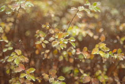 Close-up of plant growing on land during sunny day