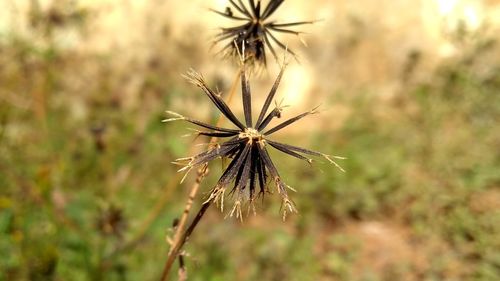 Close-up of flower