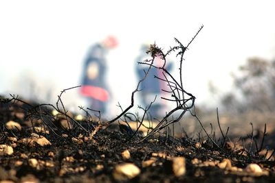 Close-up of plant growing on field