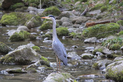 High angle view of gray heron perching on rock by river