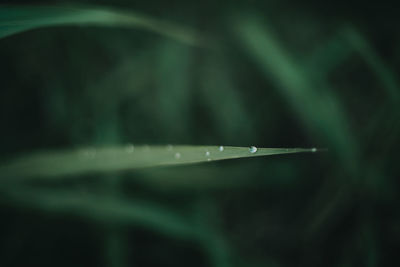 Close-up of raindrops on grass