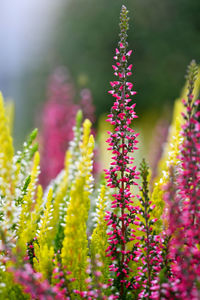 Close-up of fresh flowers blooming outdoors