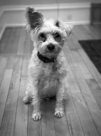 Portrait of dog sitting on hardwood floor