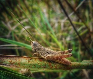 Close-up of insect on plant