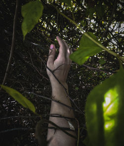 Low section of person on tree