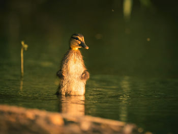 Duck swimming in lake