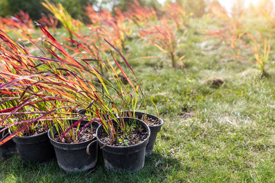 Potted plant in field