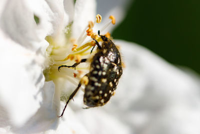 Close-up of spider on white flower