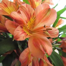 Close-up of day lily blooming outdoors