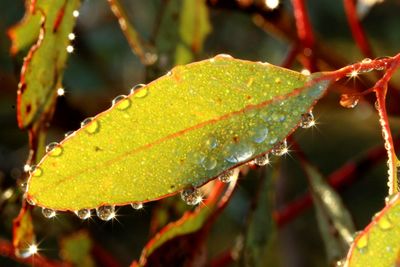 Close-up of raindrops on leaves