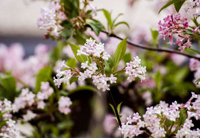 Close-up of flowers on branch