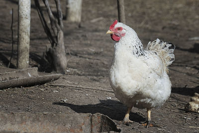 View of a bird on a field