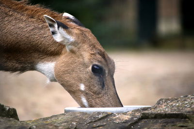Close-up of deer