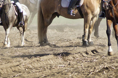 Low section of horse on sandy and dusty field