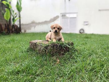 Portrait of dog on field