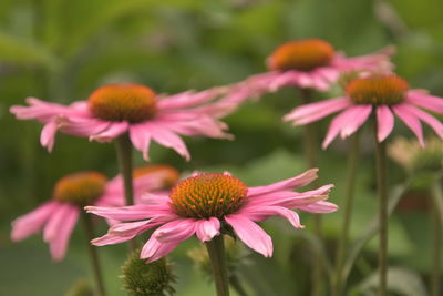 Close-up of pink flower