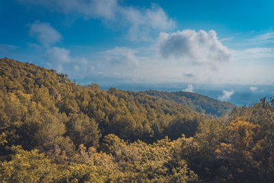 Scenic view of forest against sky