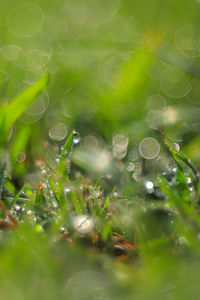 Full frame shot of wet grassy field