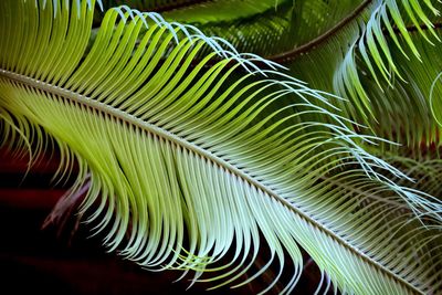 Close-up of palm tree