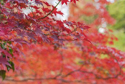 Beautiful autumn colors of japanese maple tree iroha momiji leaves background in tokyo 