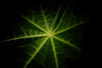Extreme close-up of leaf against black background